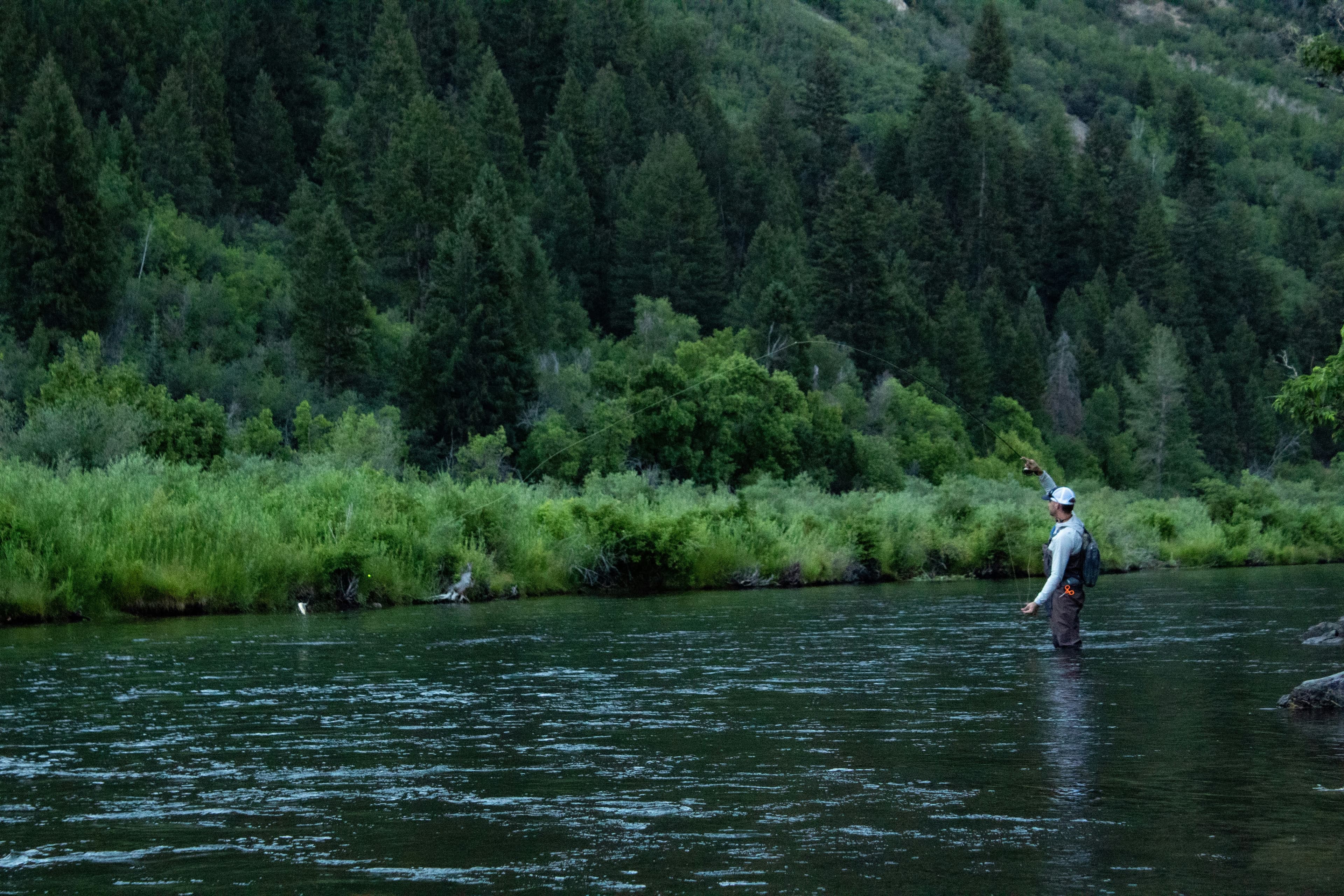 Fly fisherman casting in a scenic river with lush green forest background